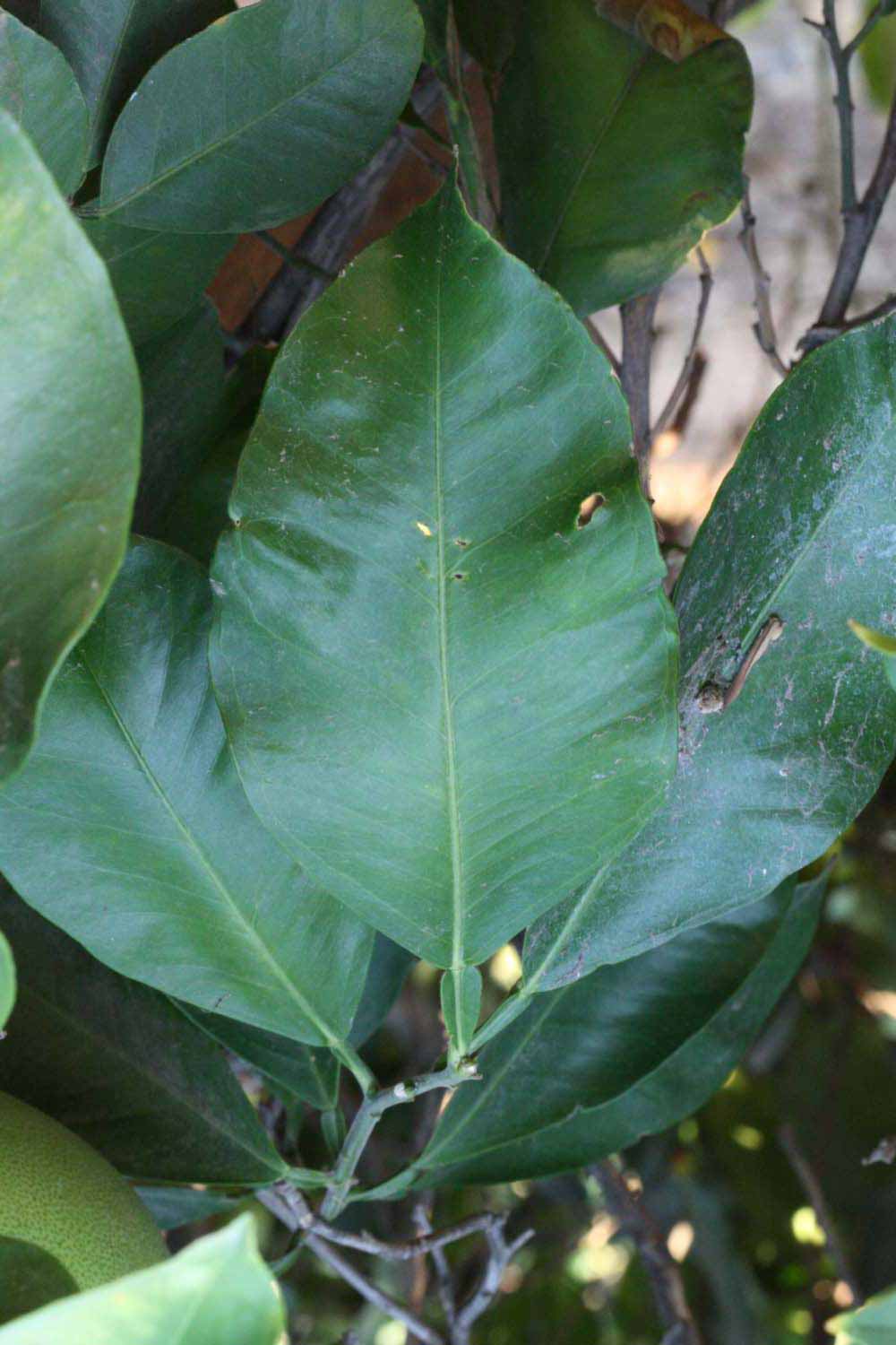            Unifoliolate leaf (Riverside, CA)   